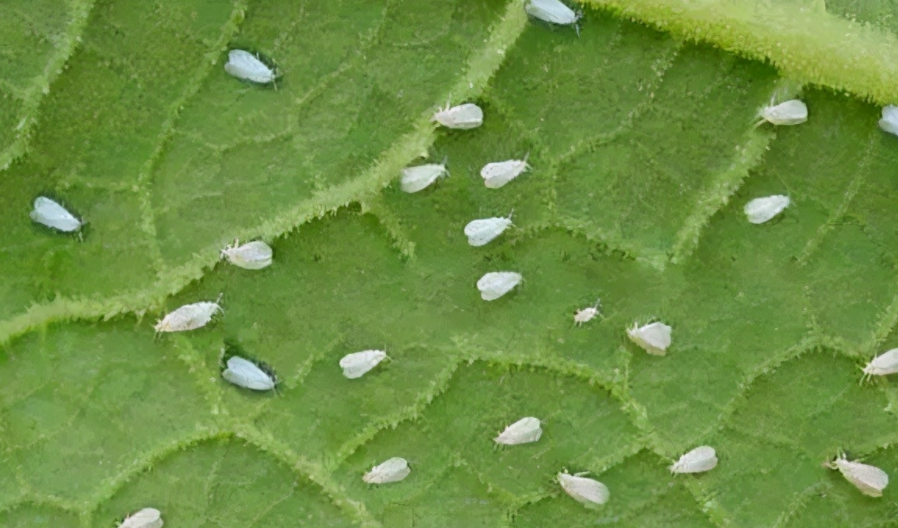 白粉虱最怕什么?