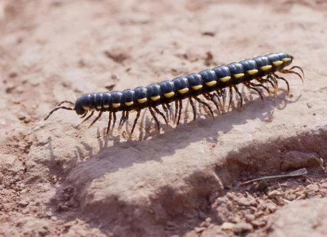 馬陸蟲(chóng)是什么昆蟲(chóng)？