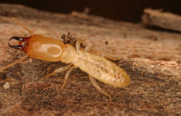 為什么南方的白蟻較多?