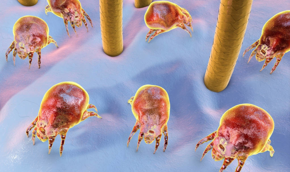 螨蟲對人體有什么危害？