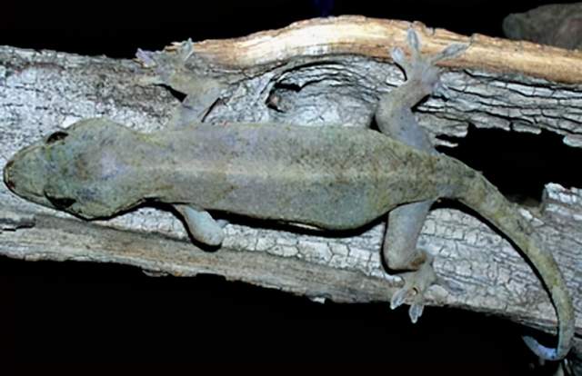 常說壁虎咬了無藥治，壁虎真的有毒嗎？