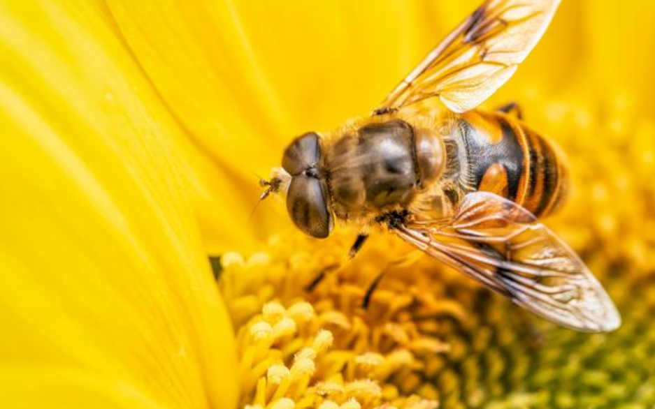 蜜蜂為什么蟄完人就會死?會死為什么還要蜇人?