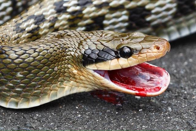 百毒不侵，為什么有些動物能夠以＂毒物＂為食？