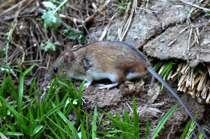 什么是黑線姬鼠??